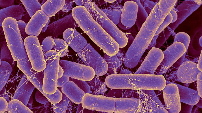 Microbiota 2019 Age Prediction using Microbiota