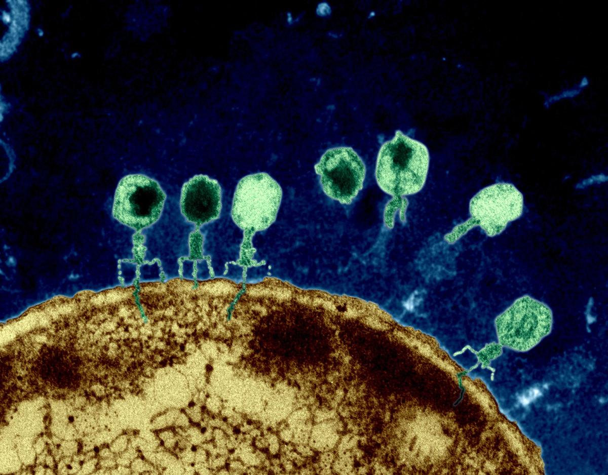 Phage Therapy & Microbiota Future Directions Targeting Microbiota