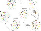 An Ecological Framework to Understand the Efficacy of Fecal Microbiota Transplantation