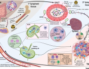 Redrawing Therapeutic Boundaries: Microbiota and Cancer