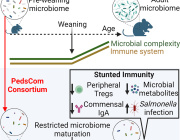 Arresting Microbiome Development Limits Immune System Maturation and Resistance to Infection in Mice