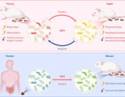 Fecal Microbiota Transplantation Emerges as a Novel Strategy to Combat Aging
