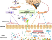 Gut Microbiome: Role in Mammalian Mental Health During Space Flight