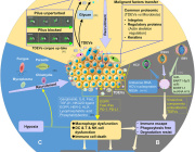 Tumor Hijacks Macrophages & Microbiota Through Extracellular Vesicles