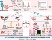 Gut Microbiota and TMAO: New Findings about the Pathogenesis of Pre-eclampsia
