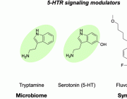 Metabolites with SARS-CoV-2 Inhibitory Activity Identified from Human Microbiome Commensals
